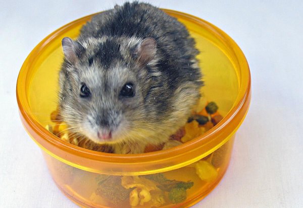 仓鼠窝里铺什么东西保暖