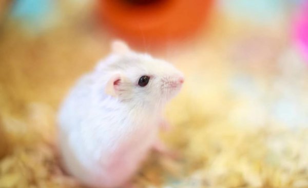 仓鼠窝里铺什么东西保暖