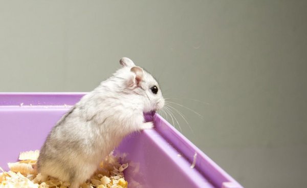 仓鼠窝里铺什么东西保暖