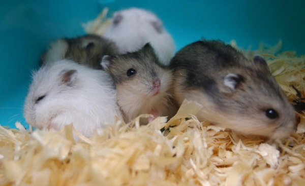 仓鼠窝里铺什么东西保暖