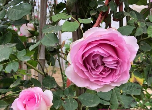 如何养护月季才能开花娇艳