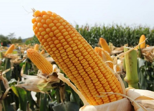 京品50玉米种品种介绍