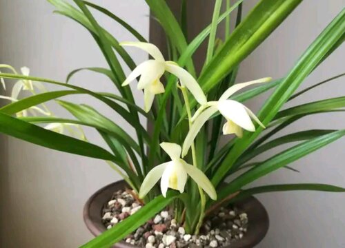 建兰几天浇一次水合适