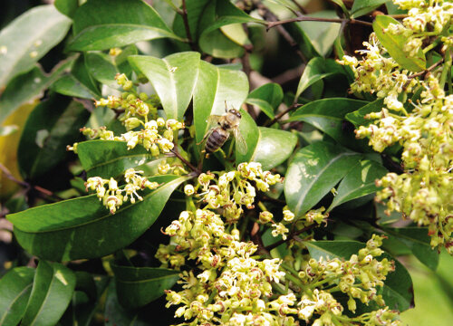 荔枝的花语是什么意思