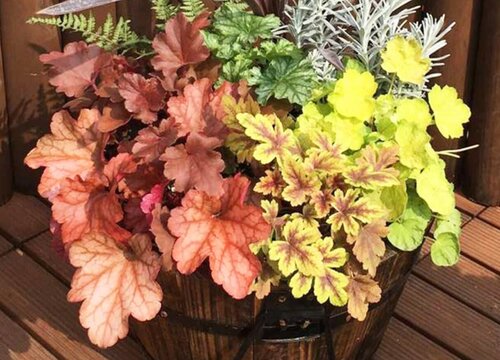 矾根过冬最低温度