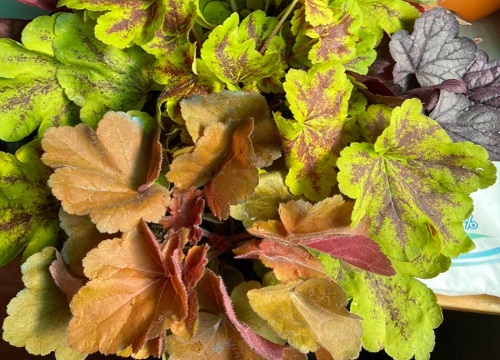 矾根过冬最低温度