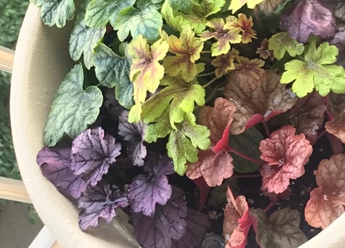 矾根过冬最低温度