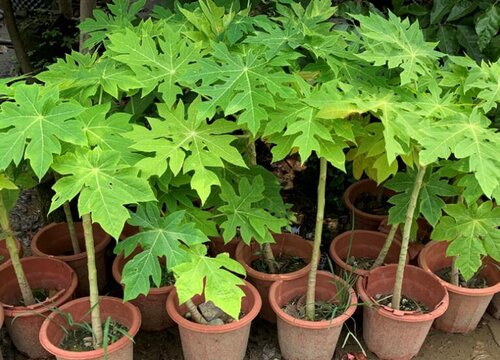 木瓜树几年结果