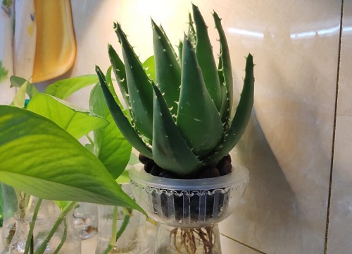 芦荟能直接用脸上吗