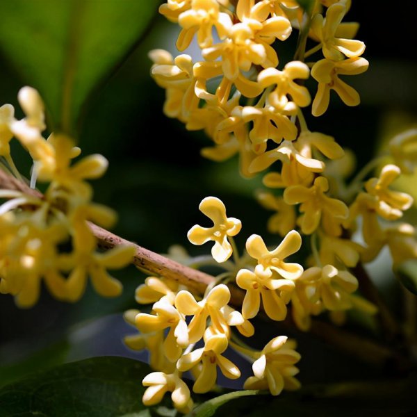 什么树一年四季都是绿色的