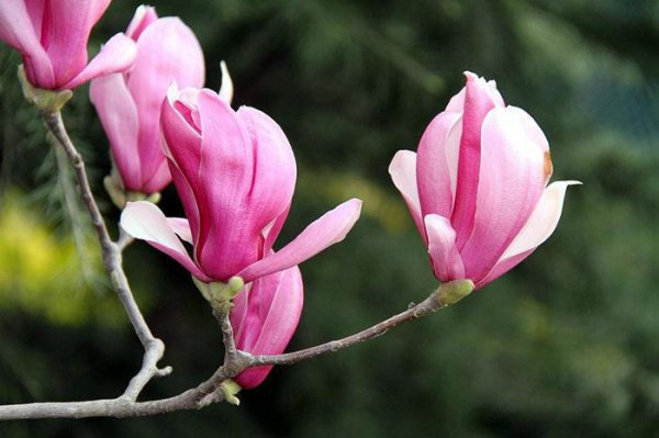 什么树一年四季都是绿色的