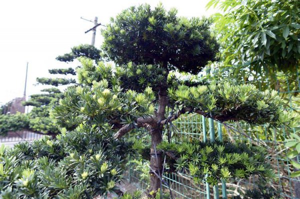 什么树一年四季都是绿色的