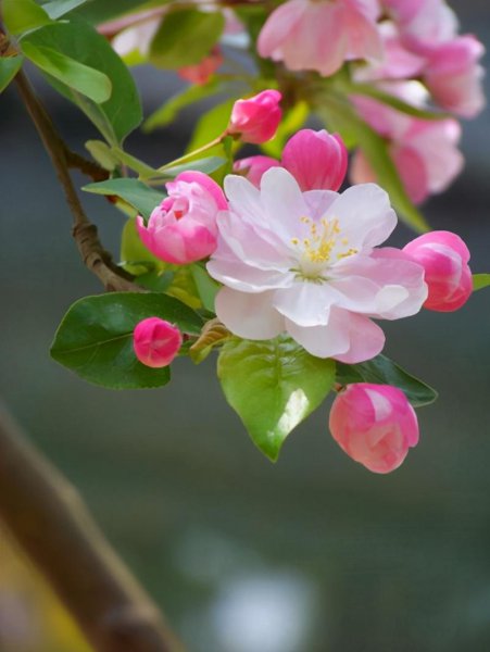 什么树一年四季都是绿色的