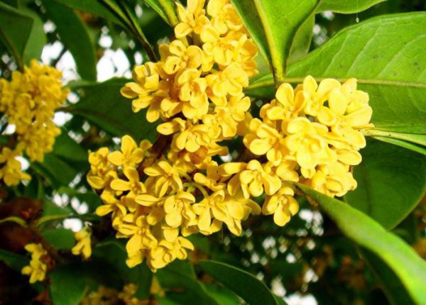 什么树一年四季都是绿色的