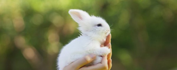 招财兔摆放禁忌