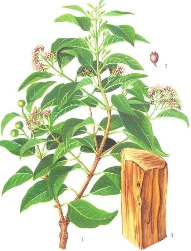 室内熏香是檀香好还是沉香好