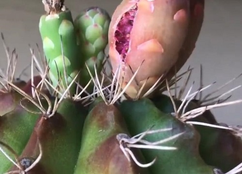 仙人球为什么不开花