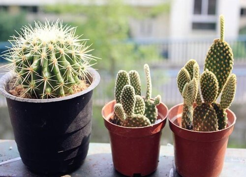 仙人球为什么不开花