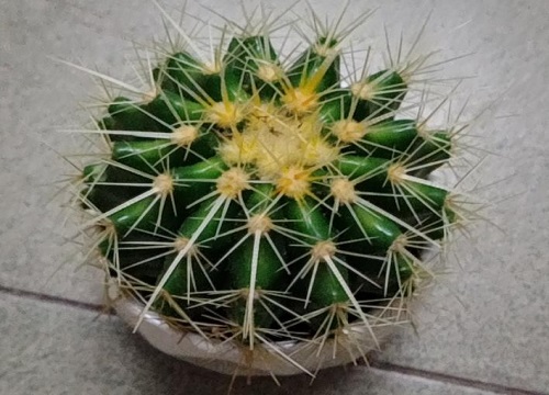 仙人球为什么不开花