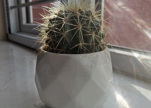 仙人球为什么不开花