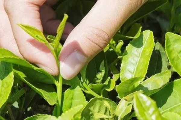 台地茶和古树茶的区别照片