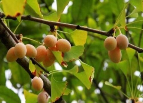 银杏果和开心果一样吗 不是一种果实