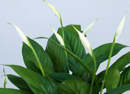 一帆风顺花怎么浇水