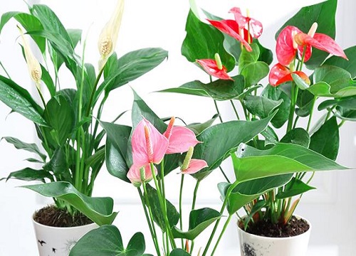 一帆风顺花怎么浇水