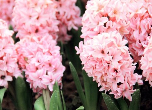 粉色风信子的花语和寓意