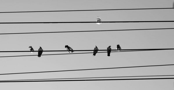 鸟站在高压线上不触电的原因