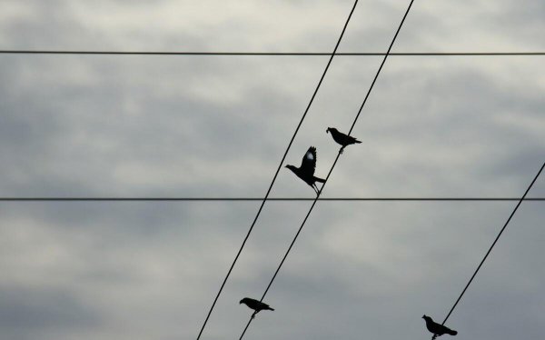 鸟站在高压线上不触电的原因