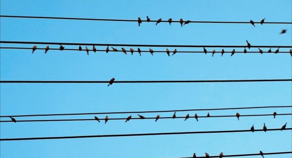 鸟站在高压线上不触电的原因