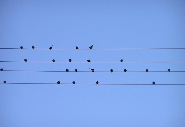 鸟站在高压线上不触电的原因