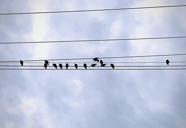 鸟站在高压线上不触电的原因