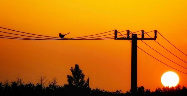 鸟站在高压线上不触电的原因