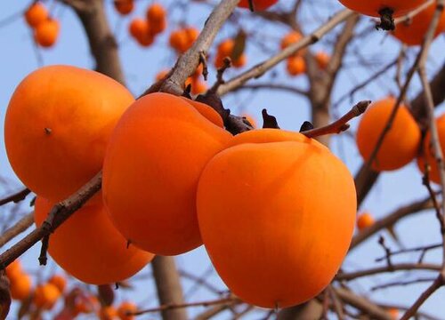 含碘的水果有哪些