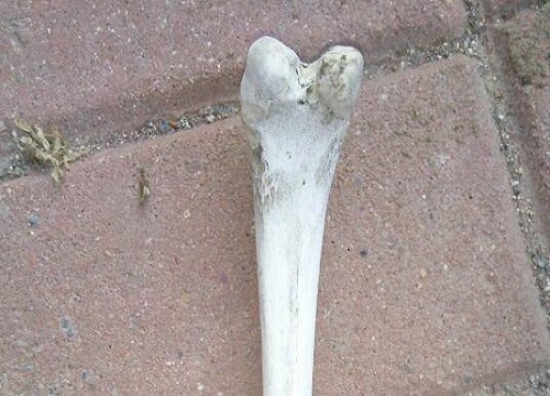 如何用骨头养护三角梅花开不断