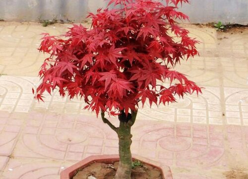 红枫盆景怎么修剪好看