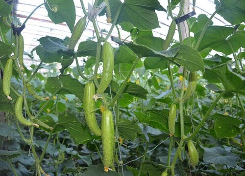 黄瓜种植甜脆直要放什么肥料