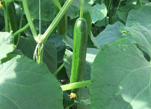 黄瓜种植甜脆直要放什么肥料