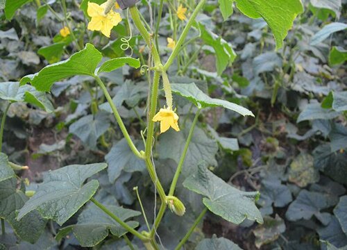 黄瓜种植甜脆直要放什么肥料