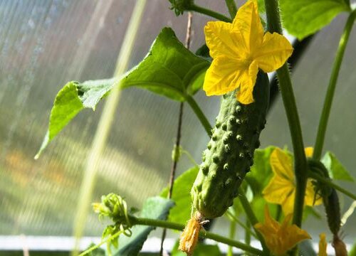 黄瓜种植甜脆直要放什么肥料