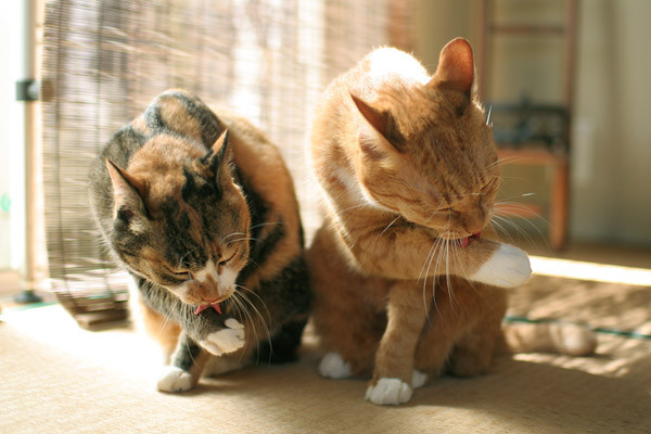 猫咪的胡须有什么作用