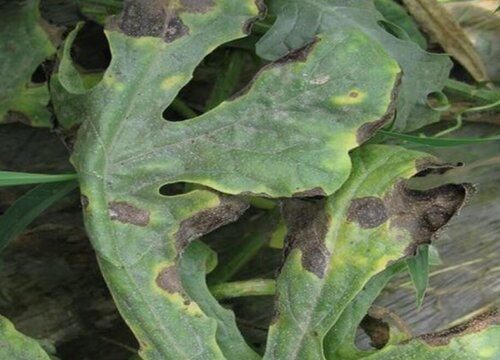 莲藕病虫害防治方法与技术措施