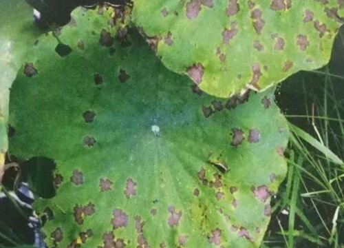 莲藕病虫害防治方法与技术措施