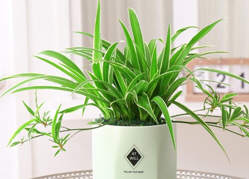 吊兰长残了怎么拯救