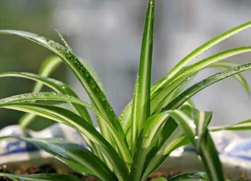 吊兰长残了怎么拯救