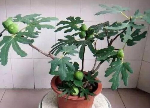无花果可以水培吗
