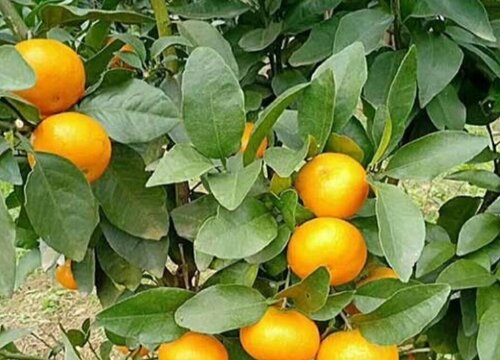 沃柑叶子全掉光了是什么原因