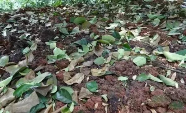 沃柑叶子全掉光了是什么原因